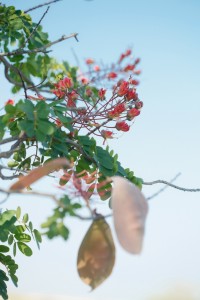 Uhiuhi Flowers and Seed Pods